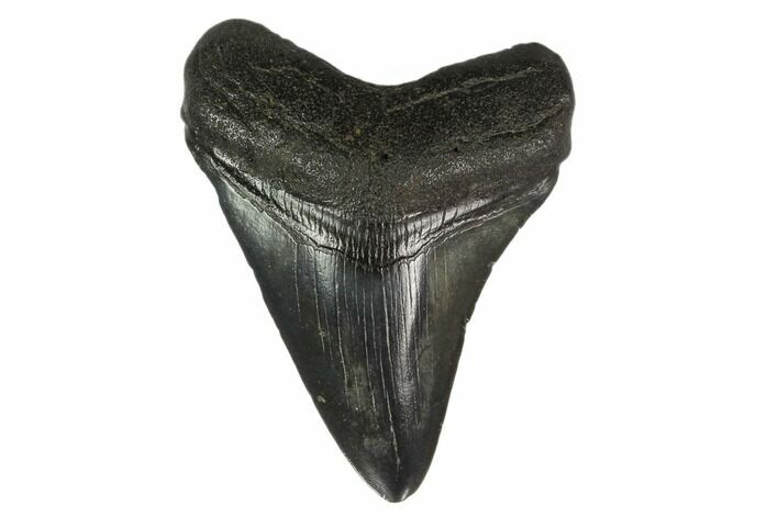 Fossil Megalodon Tooth - South Carolina #130848